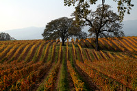 CA Wine Country